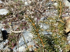Juniperus formosana