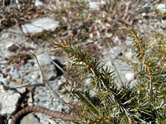 Juniperus formosana