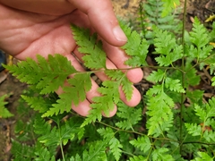 Pteris macilenta