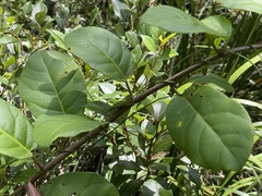 Cissus oblonga