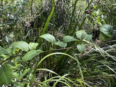 Cissus oblonga