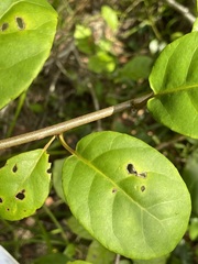 Cissus oblonga