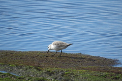 Calidris alba