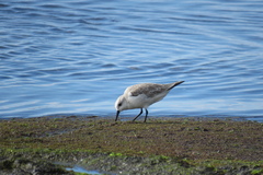 Calidris alba