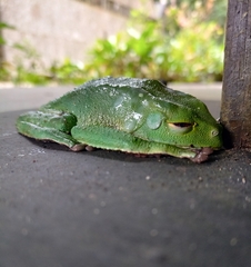 Phyllomedusa tarsius