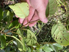 Cissus oblonga