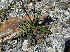 Senecio taitungensis