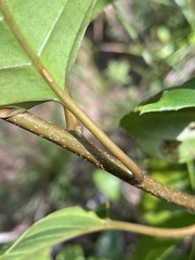 Cissus oblonga