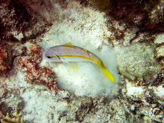 Mulloidichthys martinicus