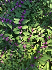 Callicarpa americana