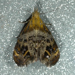 Tebenna silphiella
