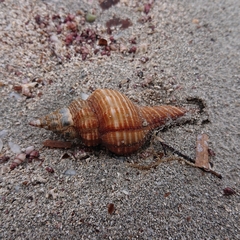 Propefusus australis