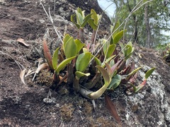 Dendrobium speciosum