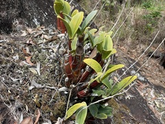 Dendrobium speciosum