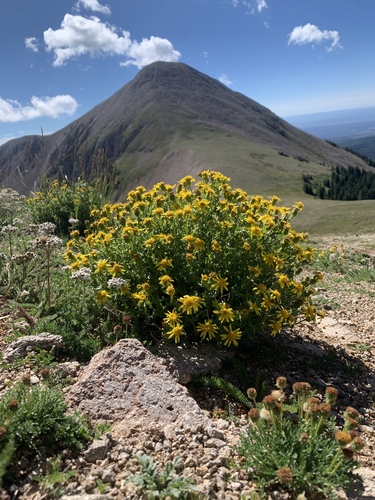 Senecio fremontii var. inexpectatus