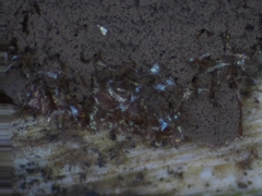 Reticularia splendens