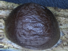 Reticularia splendens