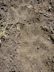 Puma concolor couguar