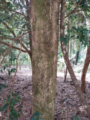 Hopea pubescens