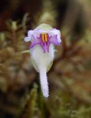 Utricularia jamesoniana