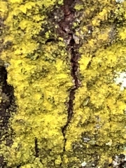 Chrysothrix chlorina