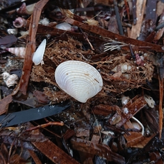 Veneridae