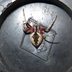 Socca pustulosa