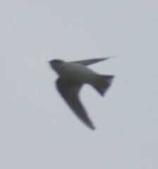 Tachycineta thalassina