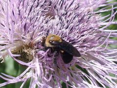 Ptilothrix bombiformis