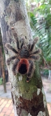 Avicularia