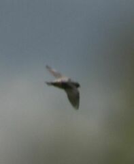 Stelgidopteryx serripennis