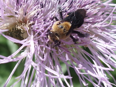 Ptilothrix bombiformis