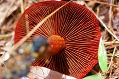 Cortinarius harrisonii