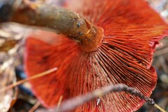 Cortinarius harrisonii