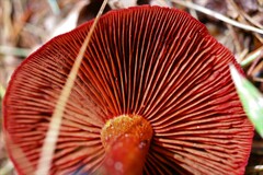 Cortinarius harrisonii