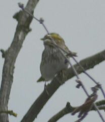 Passerculus sandwichensis