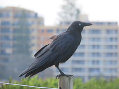 Corvus coronoides