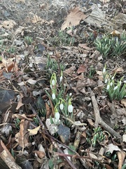 Galanthus nivalis