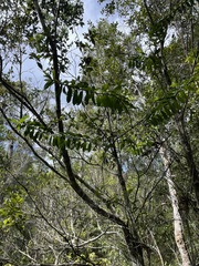 Freycinetia scandens