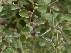 Ziziphus