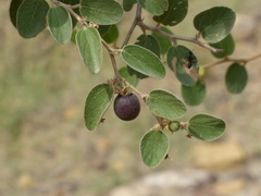 Ziziphus