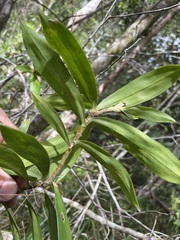 Freycinetia scandens