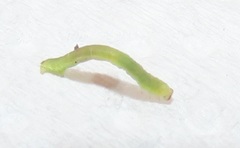 Omphacodes punctilineata