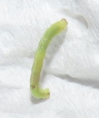 Omphacodes punctilineata