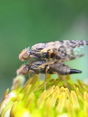 Campiglossa sororcula