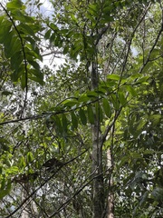Freycinetia scandens