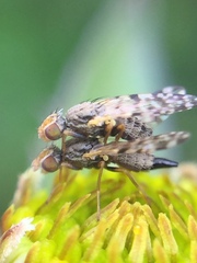 Campiglossa sororcula