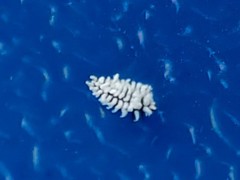 Cryptolaemus montrouzieri