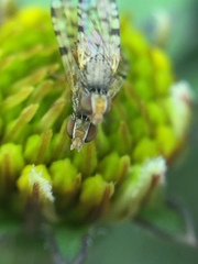 Campiglossa sororcula