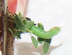 Omphacodes punctilineata